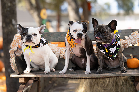 PumpkinPups-251020-1237-27108