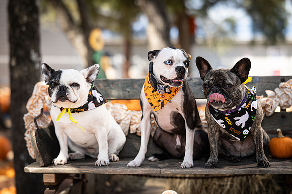 PumpkinPups-251020-1237-27109