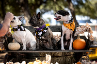 PumpkinPups-251020-1238-27112