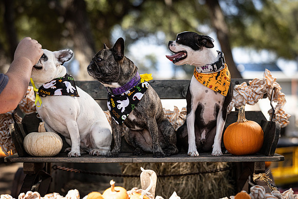PumpkinPups-251020-1238-27112