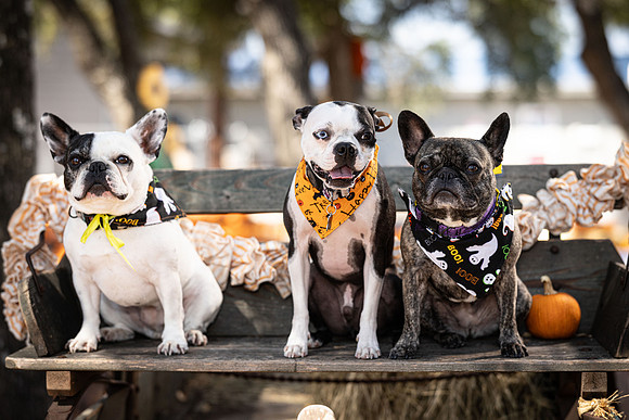 PumpkinPups-251020-1237-27111