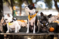 PumpkinPups-251020-1237-27110