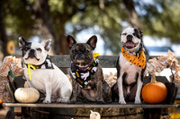 PumpkinPups-251020-1238-27113