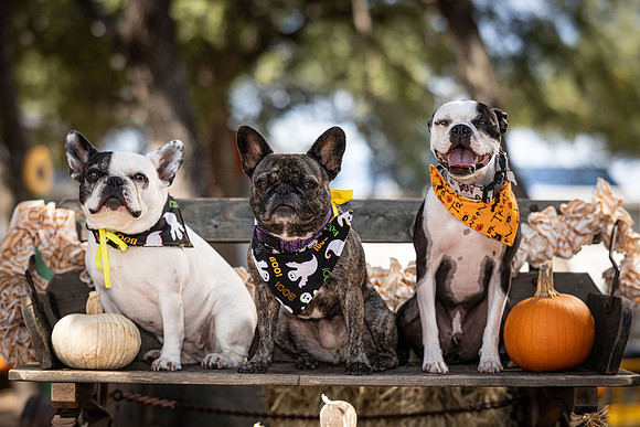PumpkinPups-251020-1238-27113