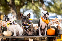 PumpkinPups-251020-1239-27116