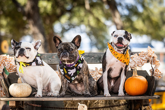 PumpkinPups-251020-1239-27116