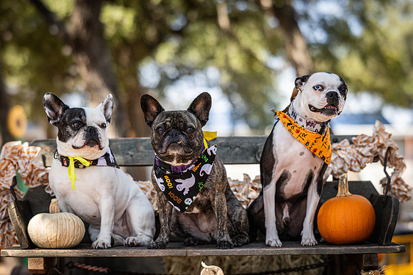 PumpkinPups-251020-1239-27117