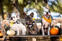 PumpkinPups-251020-1238-27115
