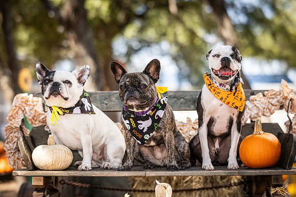 PumpkinPups-251020-1238-27115