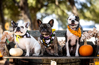 PumpkinPups-251020-1238-27114