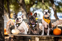 PumpkinPups-251020-1239-27118