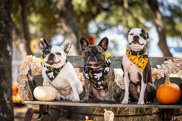 PumpkinPups-251020-1239-27118