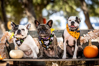 PumpkinPups-251020-1239-27121