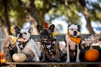 PumpkinPups-251020-1239-27122