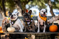 PumpkinPups-251020-1239-27120