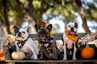 PumpkinPups-251020-1239-27123