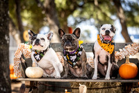 PumpkinPups-251020-1239-27119