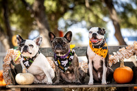 PumpkinPups-251020-1240-27124