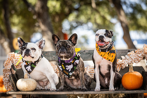 PumpkinPups-251020-1240-27124