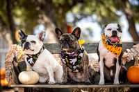PumpkinPups-251020-1240-27126