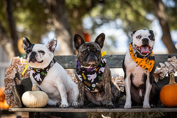 PumpkinPups-251020-1240-27127