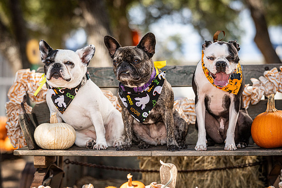 PumpkinPups-251020-1240-27128