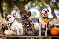 PumpkinPups-251020-1240-27125