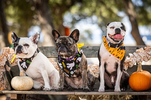 PumpkinPups-251020-1240-27125
