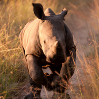 Sabi Sabi, South Africa