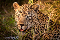 Sabi Sabi, South Africa