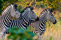 Sabi Sabi, South Africa