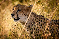 Sabi Sabi, South Africa
