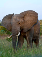 Sabi Sabi, South Africa
