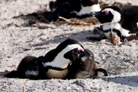 Capetown, South Africa
