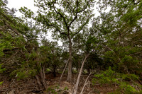 5742SpringBranchRd78070-260508-1310-28247