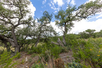 563AbodarTrail-260604-1202-29034