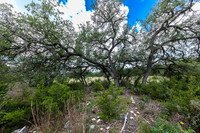 563AbodarTrail-260604-1201-29031