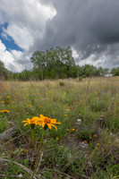 563AbodarTrail-260604-1202-29038
