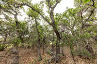 563AbodarTrail-260604-1213-29052