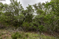 563AbodarTrail-260604-1212-29045