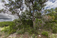 563AbodarTrail-260604-1216-29060