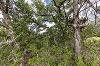 563AbodarTrail-260604-1216-29063