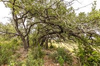 563AbodarTrail-260604-1218-29070