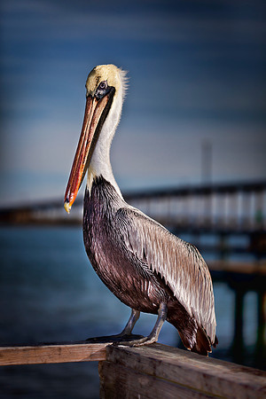 PortAPelican.JPG