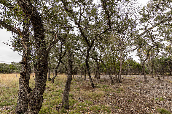 204CountryMeadow-241206-1335-0277