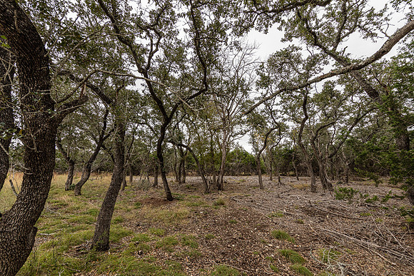 204CountryMeadow-241206-1335-0279