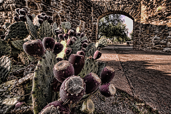 MissionSanJoseCactustopaz