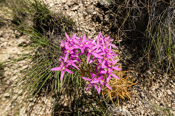 525RockTrailPl-250710-1112-28799