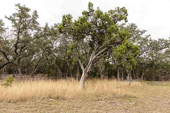 204CountryMeadow-241206-1333-0271