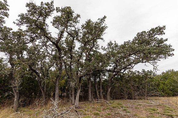 204CountryMeadow-241206-1334-0272